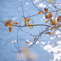 《魔力宝贝旅人》官方发布关服公告，玩家们热议游戏未来走势与情怀回忆！